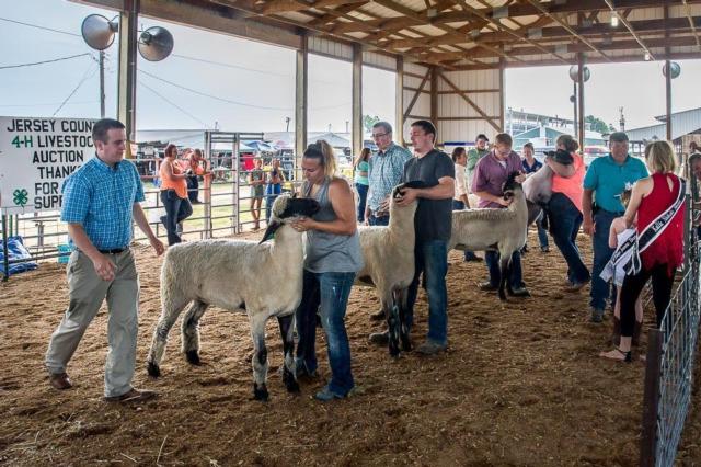 The Sheep Show was entertaining Tuesday morning. The annual parade and talent show are both tonight at the Jersey Fair. (Photos courtesy of Michael Weaver)