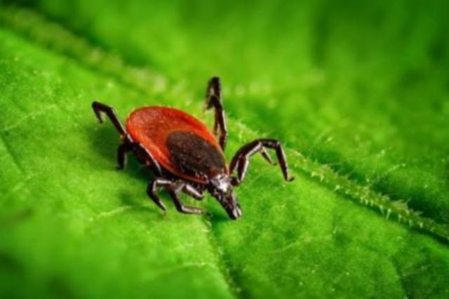 Taking the Bite out of Tick Season | RiverBender.com - Vimarsana News
