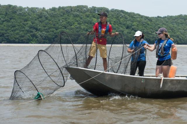 (L-R) Thomas Nguyen, of the University of Houston, Laura Martinez, of the University of Miami, and Julia Breed, of the University of Massachusetts Dartmouth, set a fyke net in the Mississippi River.