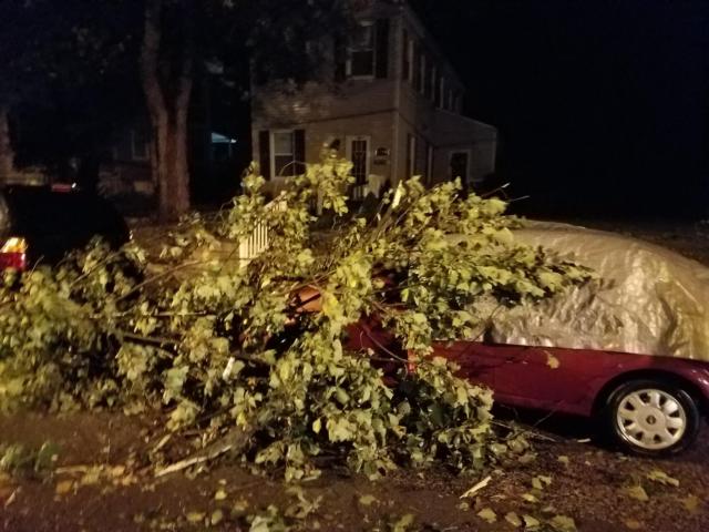 Tree damage on State Street in Alton on Sunday morning. (Photo by Pat Schwarte)
