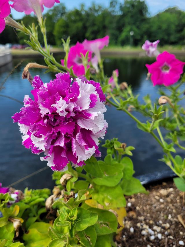  Right, a double petunia entices pollinators in the Trent Bridge garden boxes at this year’s Discover Monticello Sculpture Gardens show. Photo by KATIE PIPER/L&C HORTICULTURE