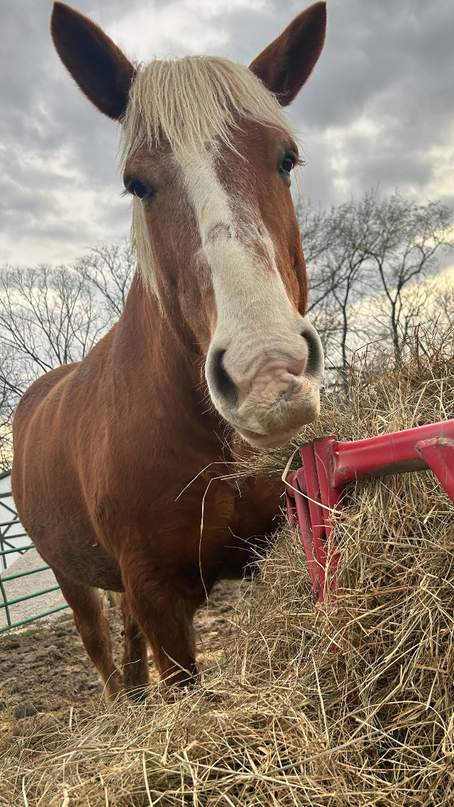 Third Place: Hope L., Evening Snack, Jerseyville (Jersey County).