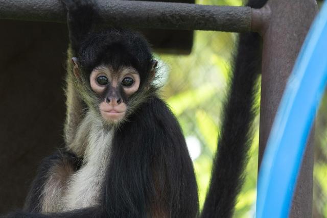 Four Endangered Mexican Spider Monkeys Rescued From Smugglers Now Thrive At St. Louis Zoo