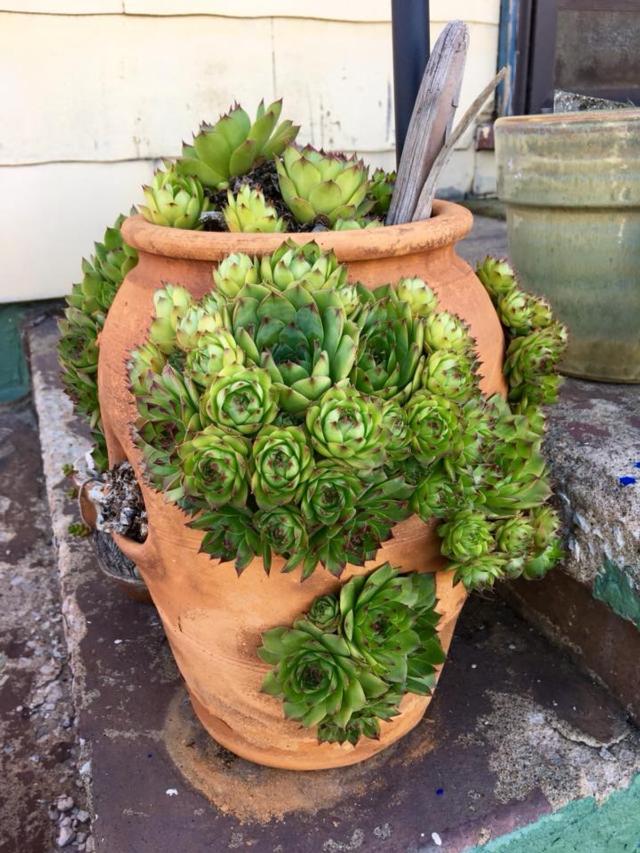 Hens and Chicks succulent taken from Laura Blair's porch