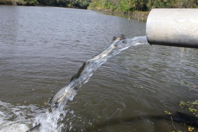 The stocking of alligator gar on 9/22/16 at Sanganois State Fish and Wildlife Area in central Illinois