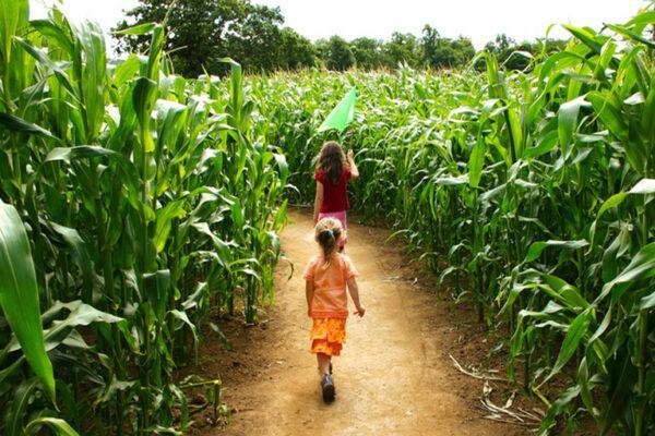 A previous trek through the Great Godfrey Corn Maze by some youngsters.