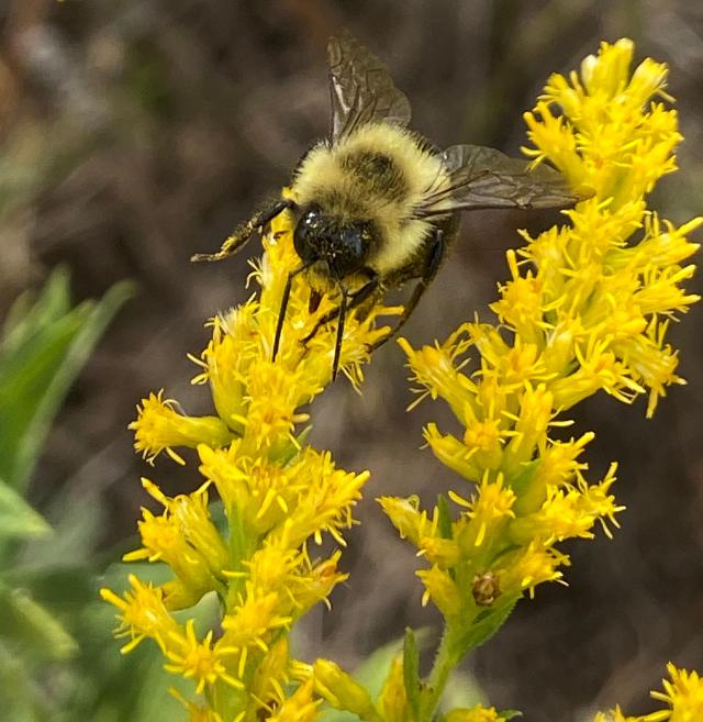 Planting seeds and bulbs proven to thrive in local growing conditions helps support pollinators.