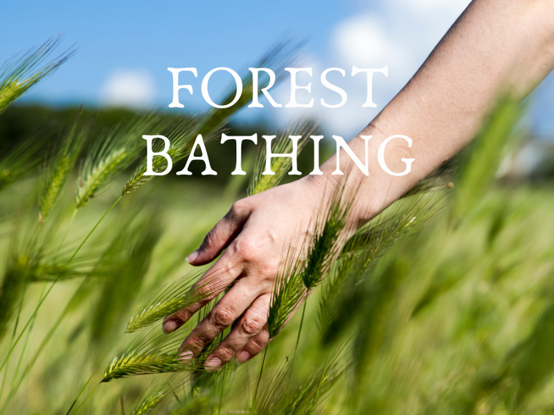 Forest Bathing event flyer