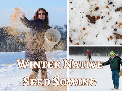 Winter Native Seed Sowing event flyer
